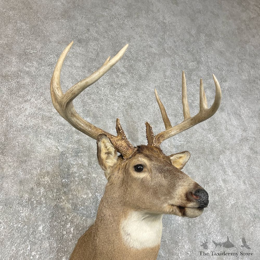 Whitetail Deer Taxidermy Shoulder Mount For Sale #25836 @ The Taxidermy Store