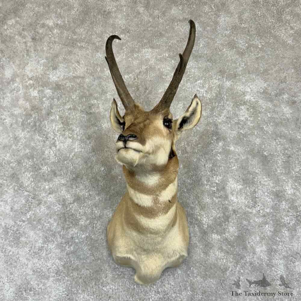 Pronghorn Antelope Shoulder Mount For Sale #31370 @ The Taxidermy-Store