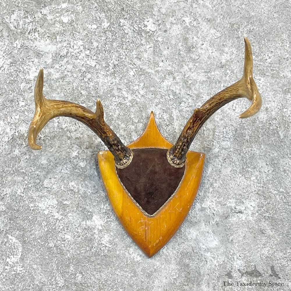 Whitetail Deer Antlers Plaque Mount For Sale #27939 @ The Taxidermy Store