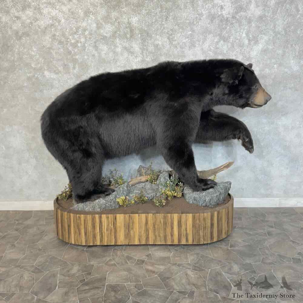 Black Bear Life-Size Mount For Sale #31225 @ The Taxidermy Store