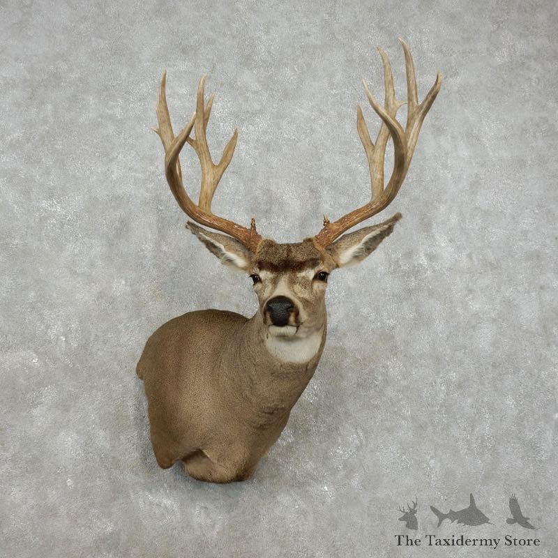 Mule Deer Shoulder Mount For Sale #17416 @ The Taxidermy Store
