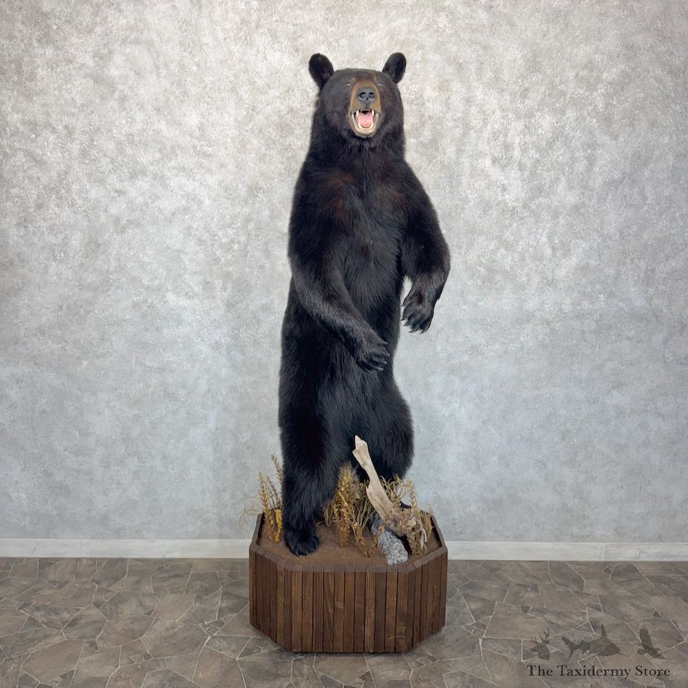 Black Bear Life-Size Mount For Sale #29955 @ The Taxidermy Store