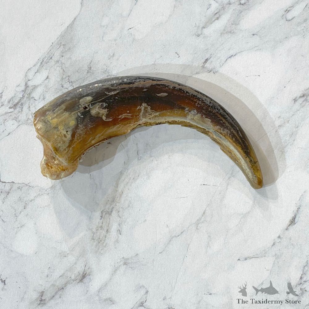 Grizzly Bear Claw For Sale #24887 - The Taxidermy Store