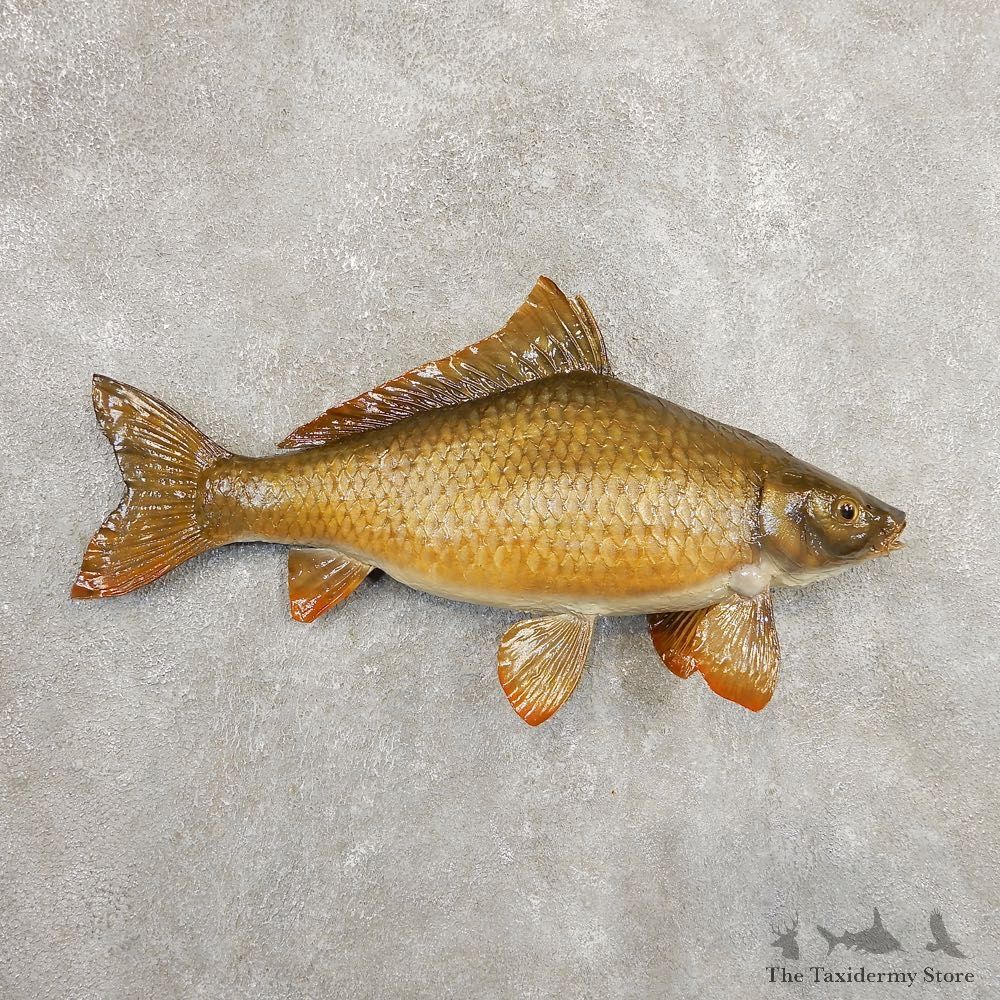 Common Carp Taxidermy Fish Mount #20895 For Sale @ The Taxidermy Store