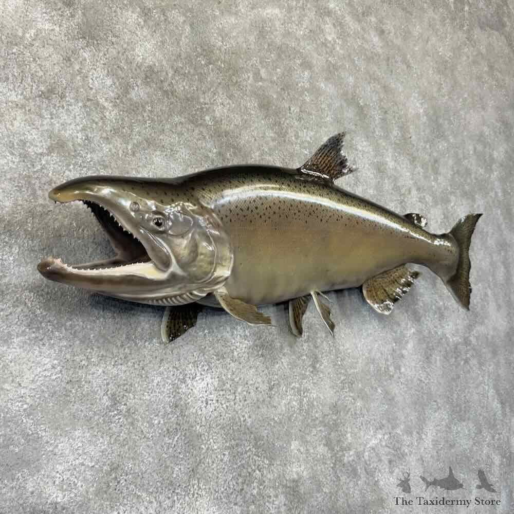 Spawning Phase King Chinook Salmon Fish Mount For Sale #30751 @ The Taxidermy Store
