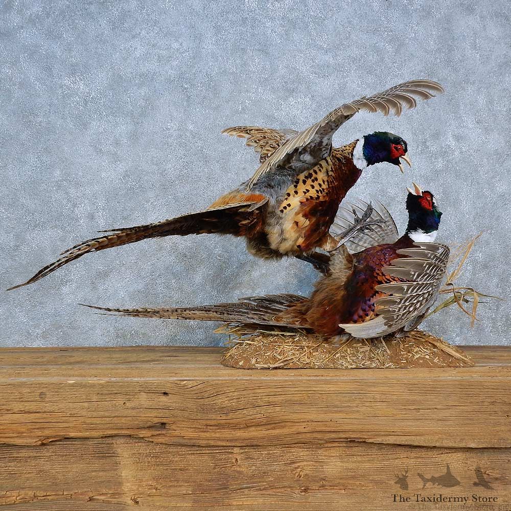 Fighting Ringneck Pheasants Mount For Sale #15409 @ The Taxidermy Store