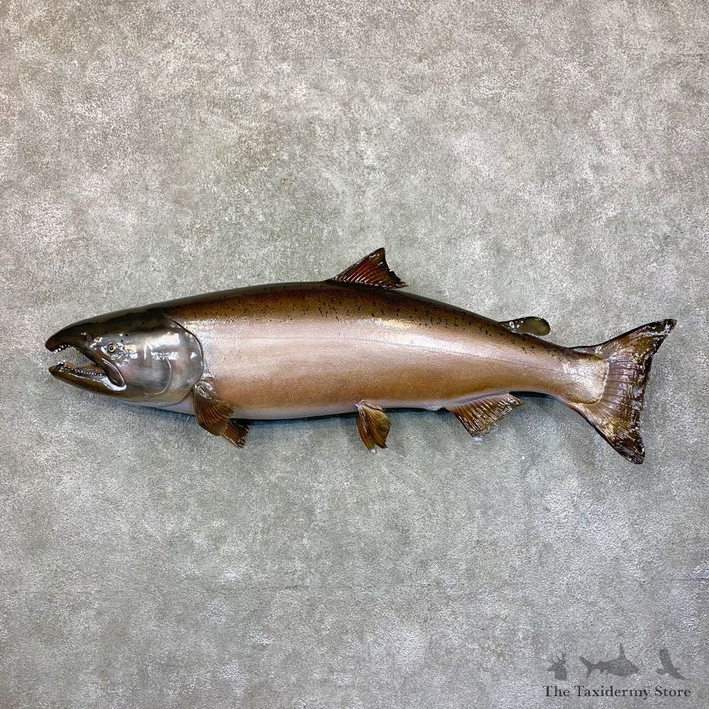 King Salmon Fish Mount For Sale #23638 @ The Taxidermy Store