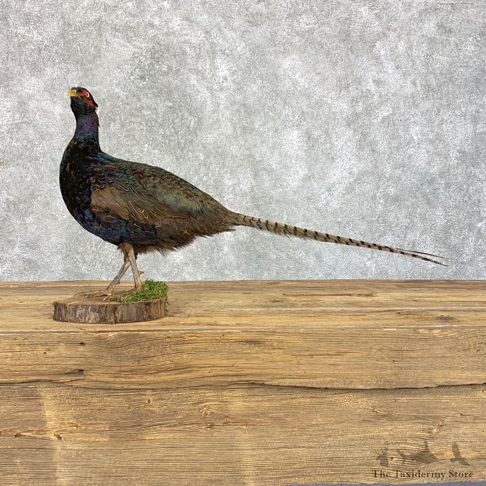 Green Pheasant Taxidermy Mount #21391 For Sale @ The Taxidermy Store