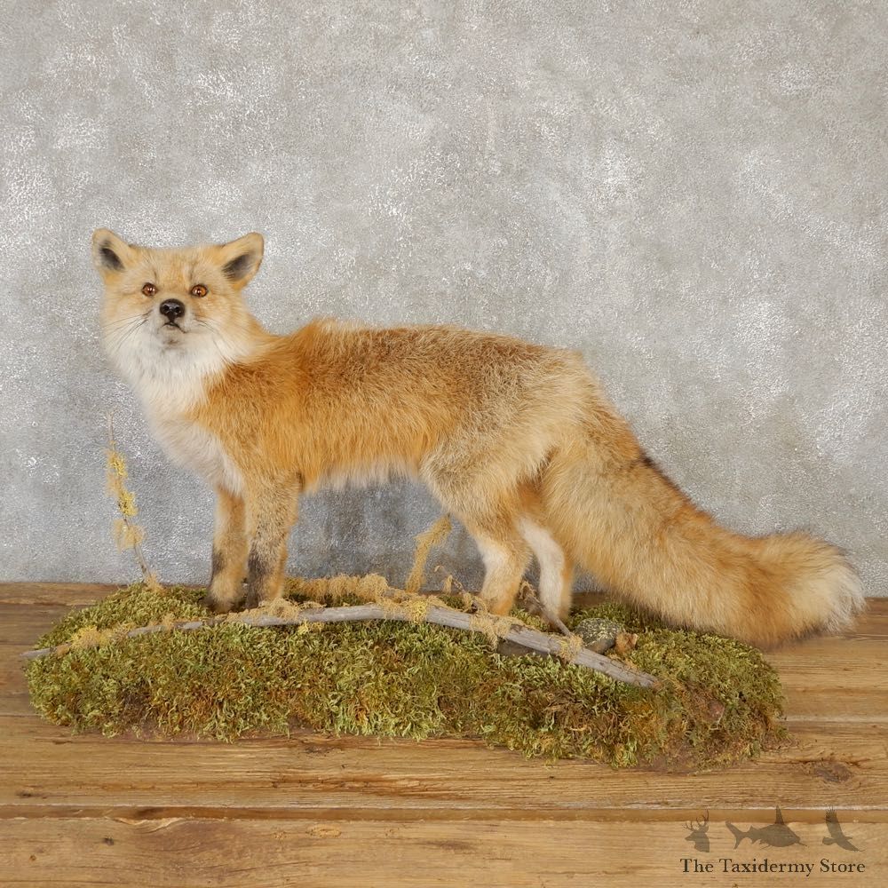 Red Fox Life-Size Mount For Sale #20111 @ The Taxidermy Store