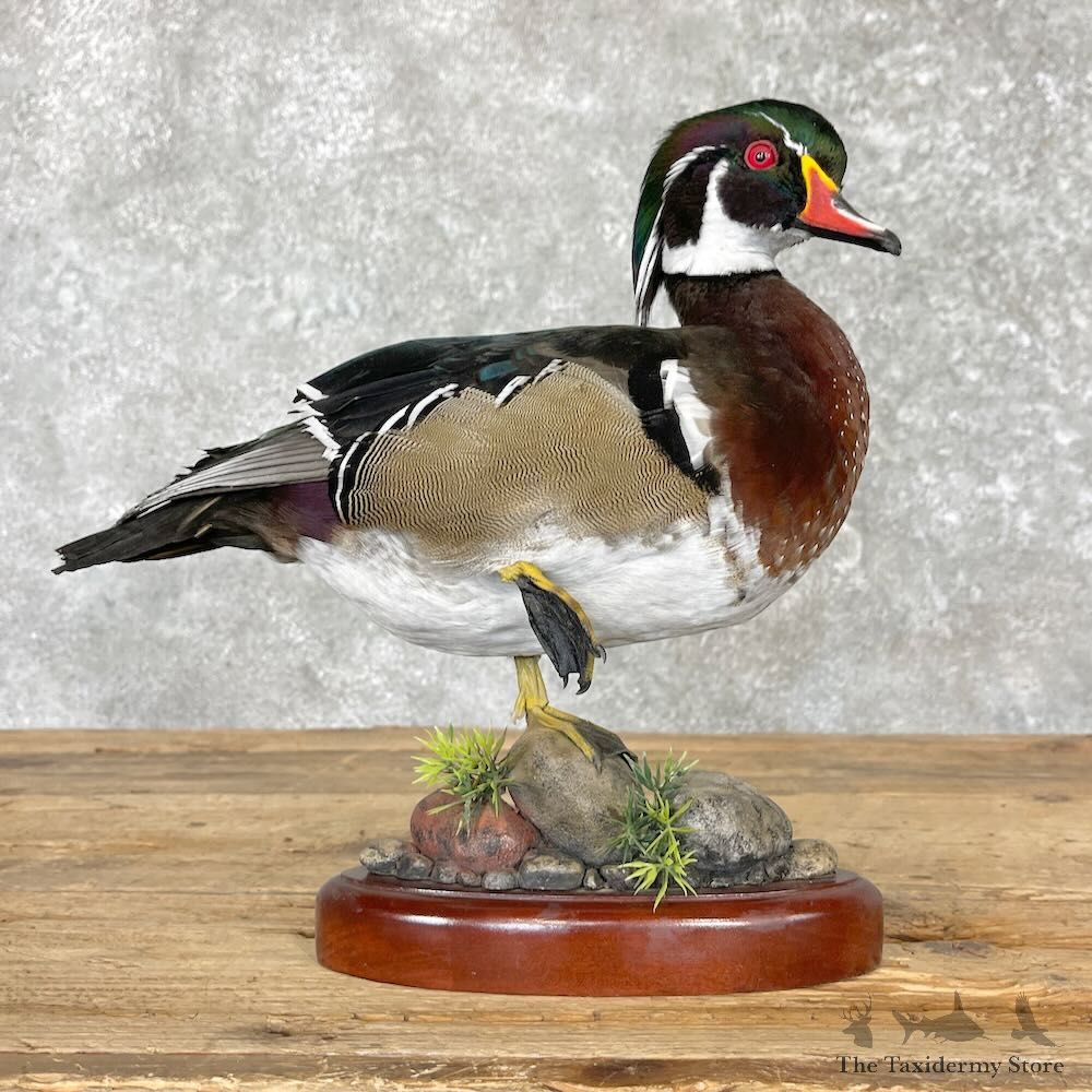 Wood Duck Bird Mount For Sale #27574 - The Taxidermy Store