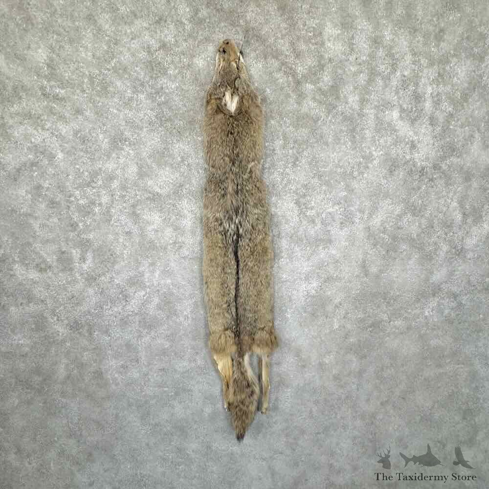 Coyote Dressing Tanned Hide For Sale #30945 @ The Taxidermy Store