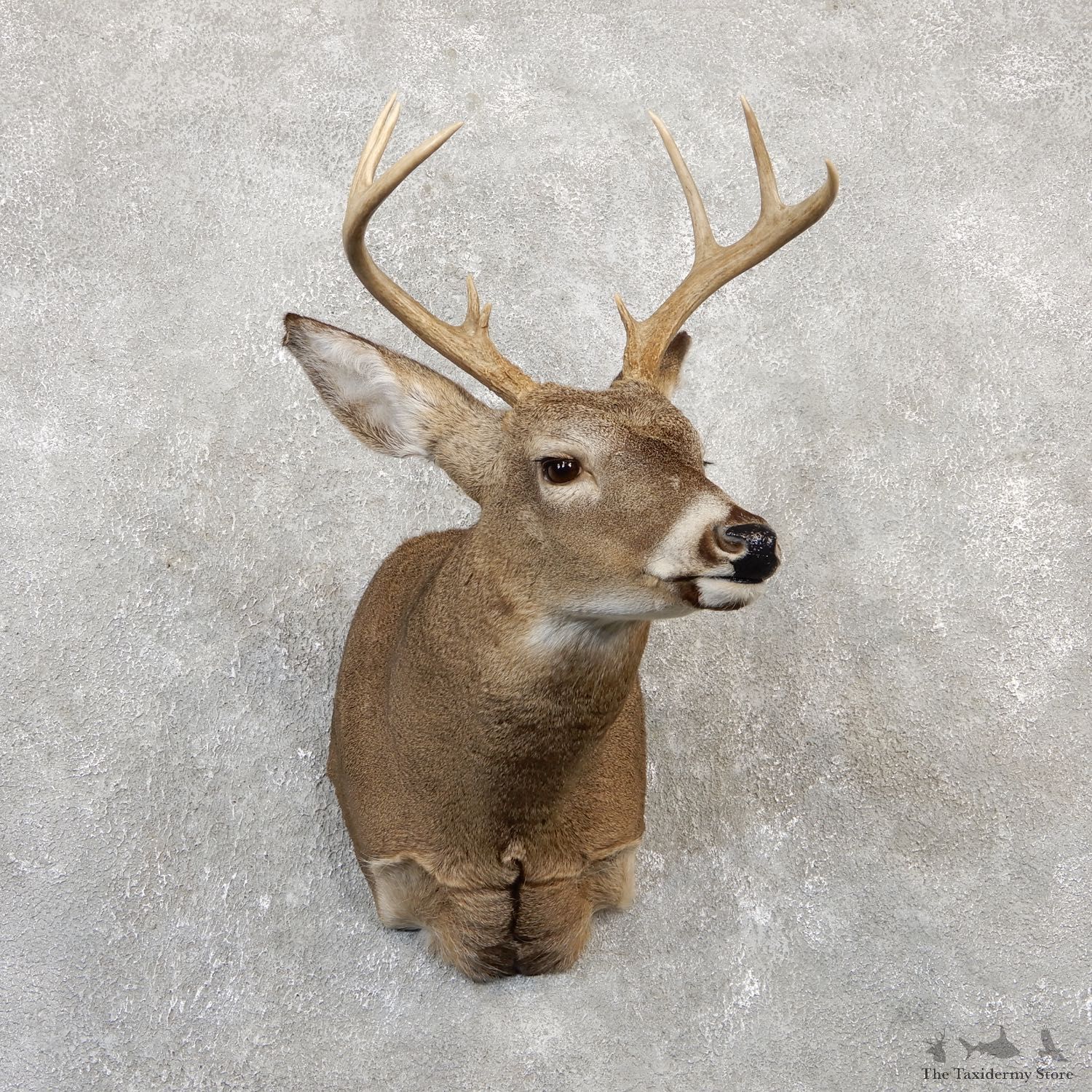 Whitetail Deer Shoulder Mount #19997 For Sale - The Taxidermy Store