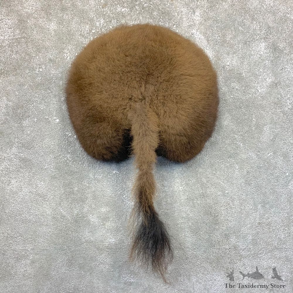 Bison Rump Mount For Sale #23937 @ The Taxidermy Store