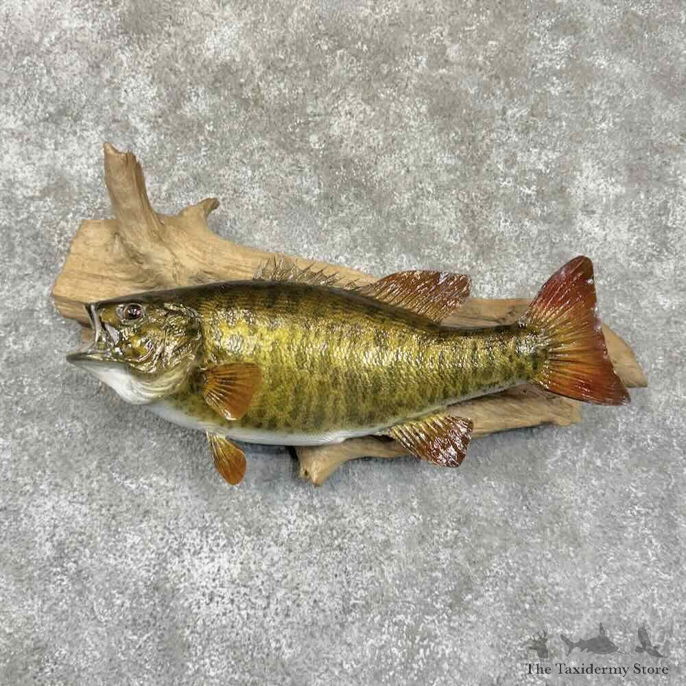 Smallmouth Bass Fish Mount For Sale #30755 @ The Taxidermy Store
