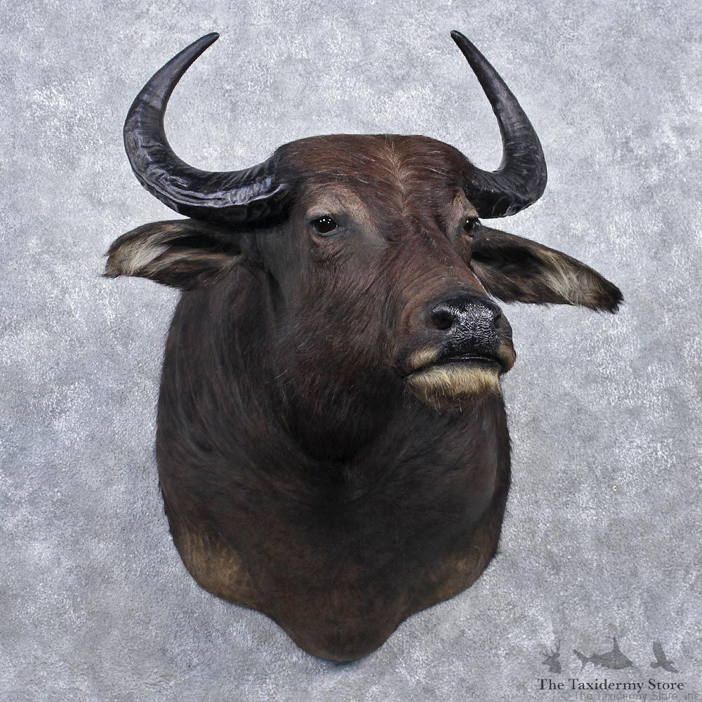 Water Buffalo Taxidermy Head Mount #12531 For Sale @ The Taxidermy Store