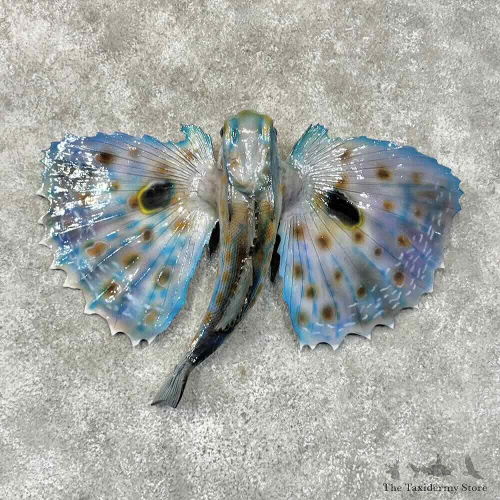Flying Gurnard Fish Mount For Sale #30458 @ The Taxidermy Store