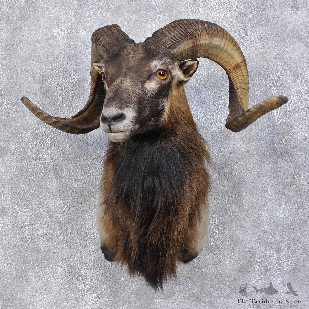 Corsican Ram Sheep Taxidermy Shoulder Mount #12468 For Sale @ The Taxidermy Store