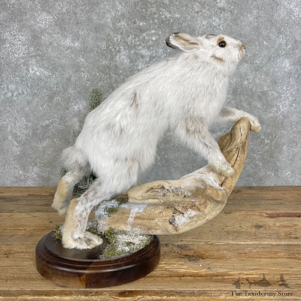 Arctic Hare Rabbit Mount For Sale #27957 @ The Taxidermy Store