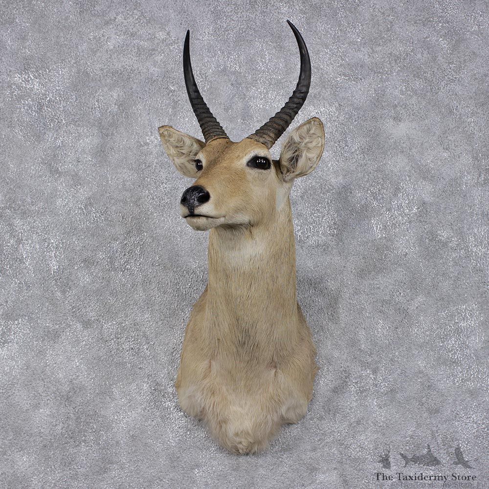 African Common Reedbuck Taxidermy Shoulder Mount #1474 For Sale @ The Taxidermy Store