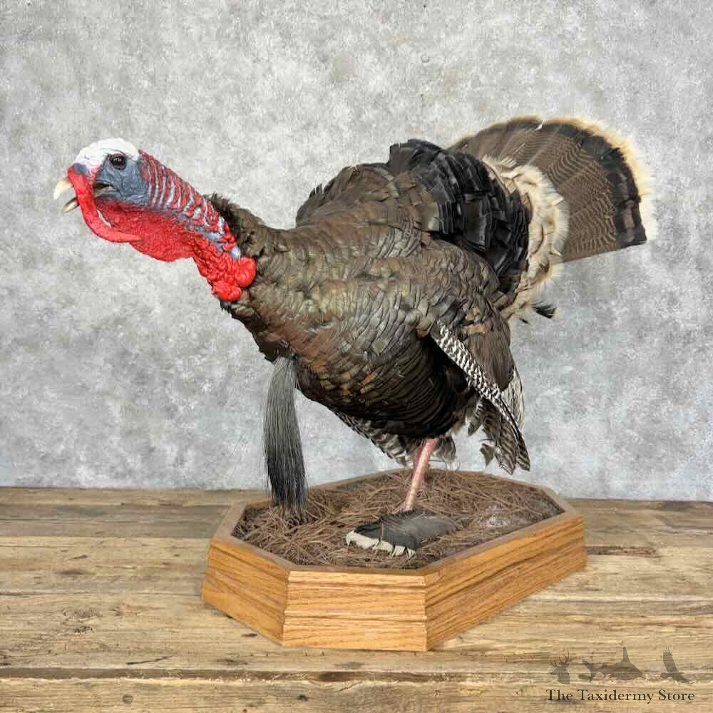 Rio Grande Turkey Bird Mount For Sale #31989 @ The Taxidermy Store