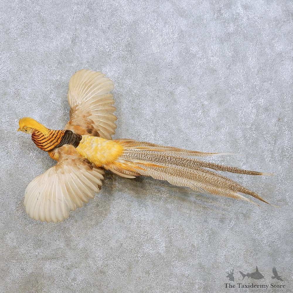 Flying Golden Pheasant Mount For Sale #14251 @ The Taxidermy Store