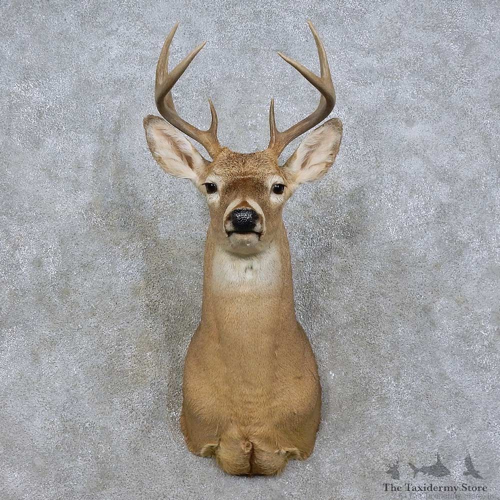 Whitetail Deer Shoulder Mount For Sale #15839 @ The Taxidermy Store