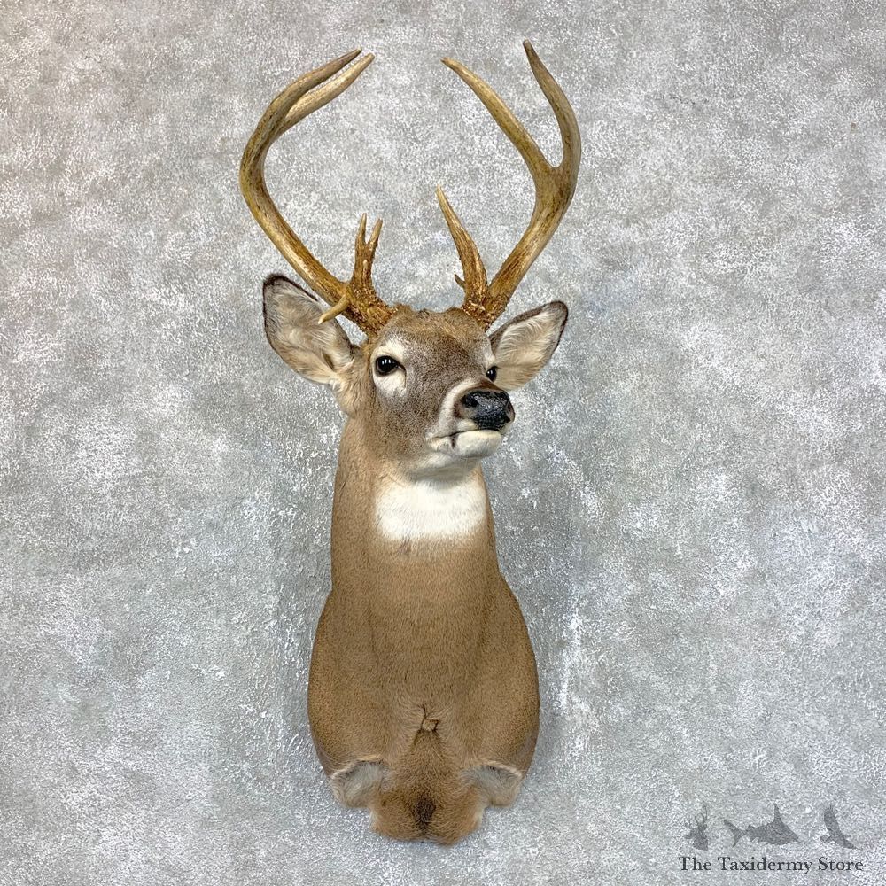 Whitetail Deer Shoulder Mount #23854 For Sale - The Taxidermy Store