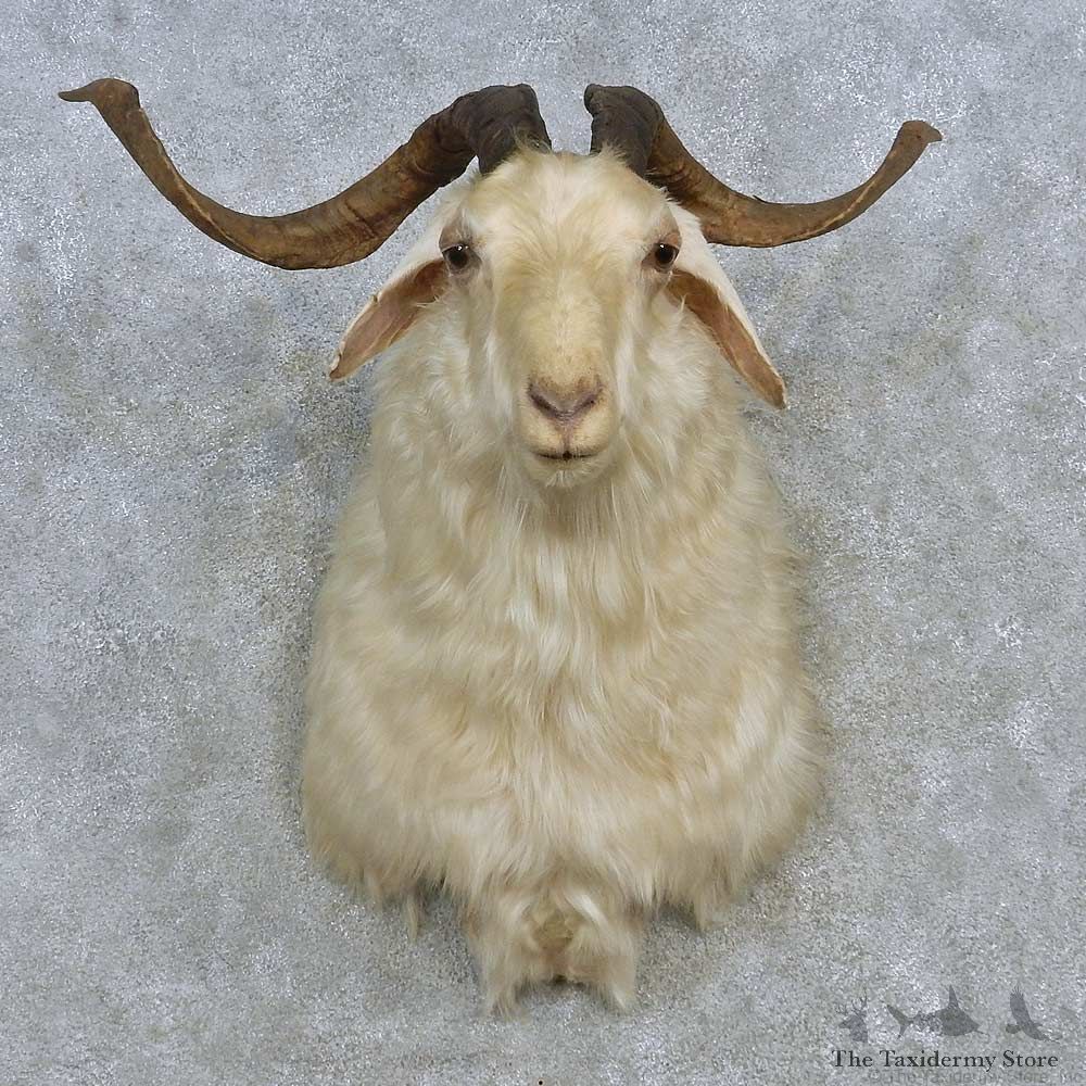 Catalina Goat Shoulder Mount For Sale #15132 @ The Taxidermy Store