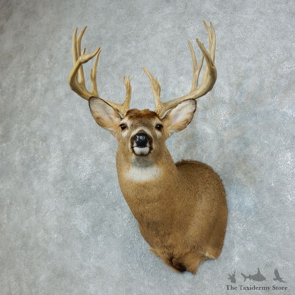 Whitetail Deer Shoulder Mount For Sale #18503 @ The Taxidermy Store