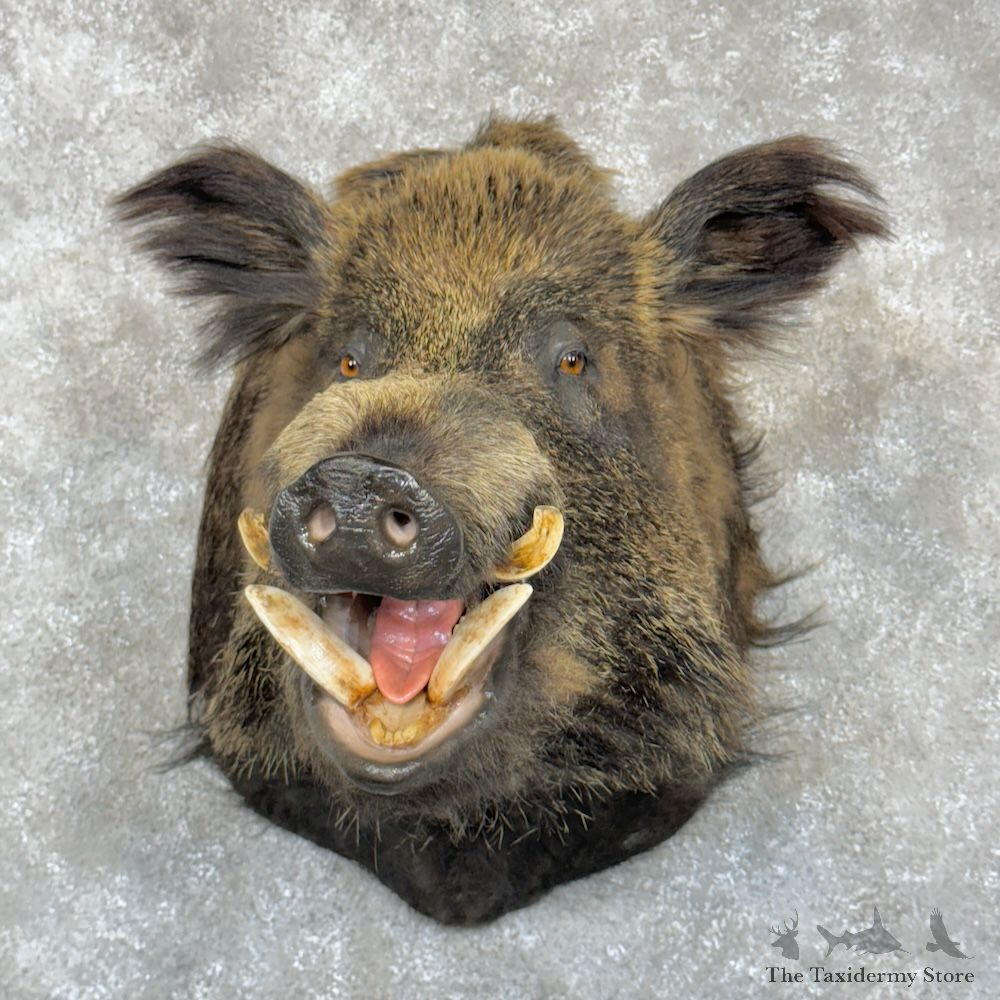 Russian Boar Shoulder Mount For Sale #29849 @ The Taxidermy Store