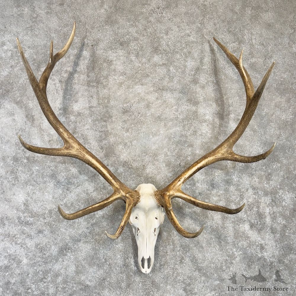 Rocky Mountain Elk Skull European Mount For Sale #29986 @ The Taxidermy Store