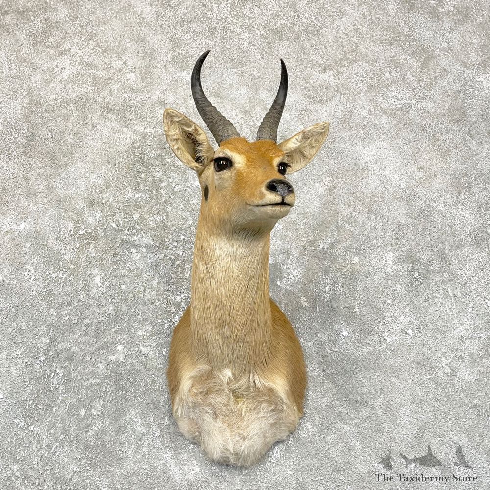 Bohor Reedbuck Taxidermy Shoulder #24952 - The Taxidermy Store