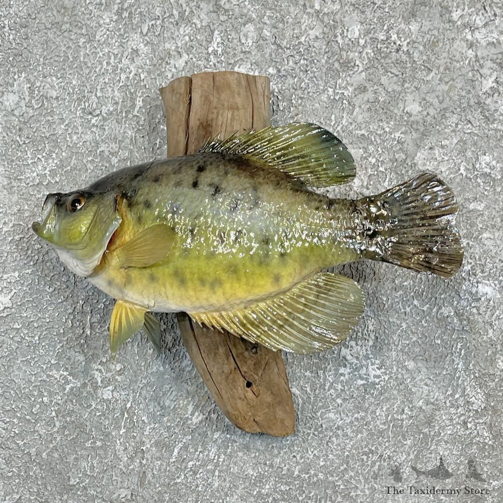 Black Crappie Fish Mount For Sale #27445 @ The Taxidermy Store