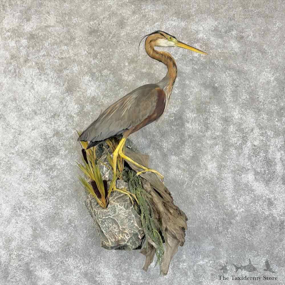 Purple Heron Bird Mount For Sale #30734 @ The Taxidermy Store