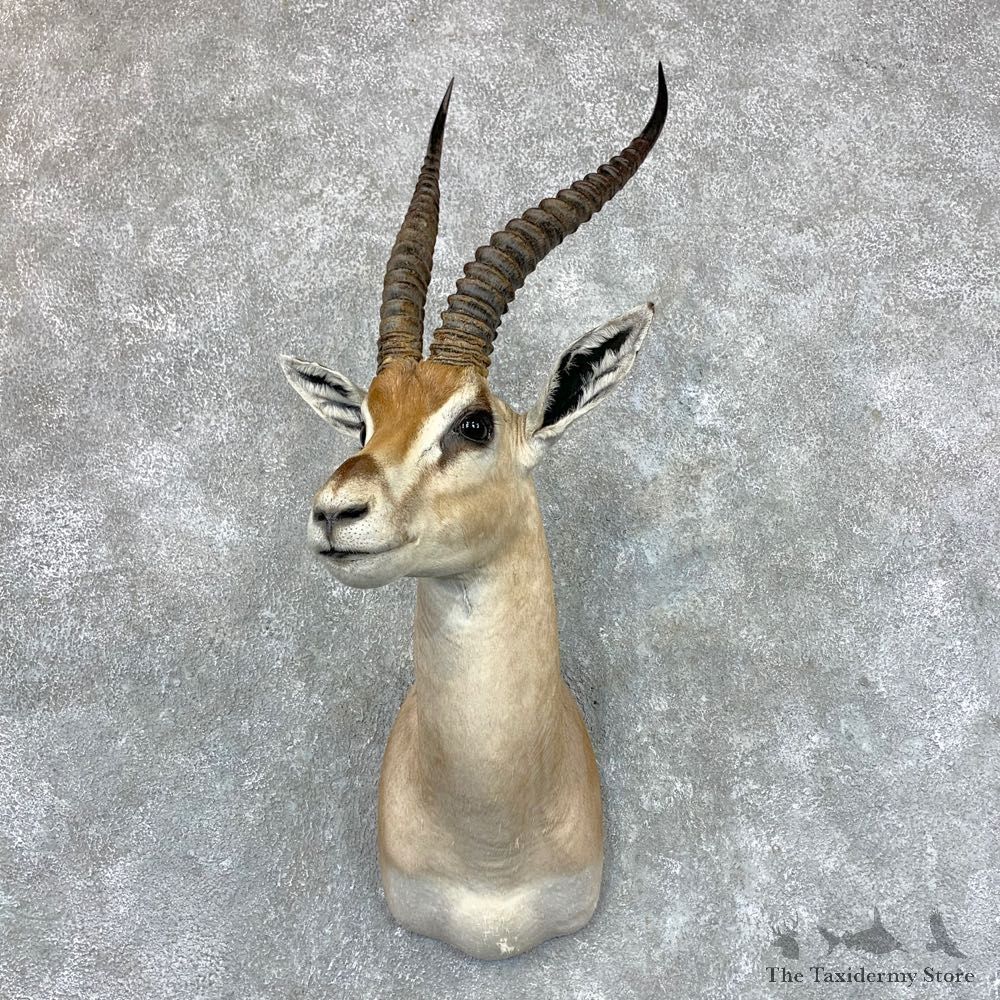 Southern Grant’s Gazelle Shoulder Mount #23526 For Sale @ The Taxidermy Store