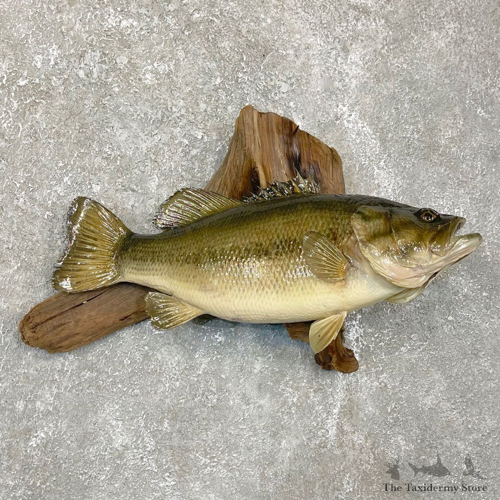 Largemouth Bass Fish Mount For Sale #24128 @ The Taxidermy Store