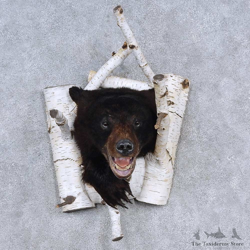 Black Bear Shoulder Mount For Sale #15668 @ The Taxidermy Store