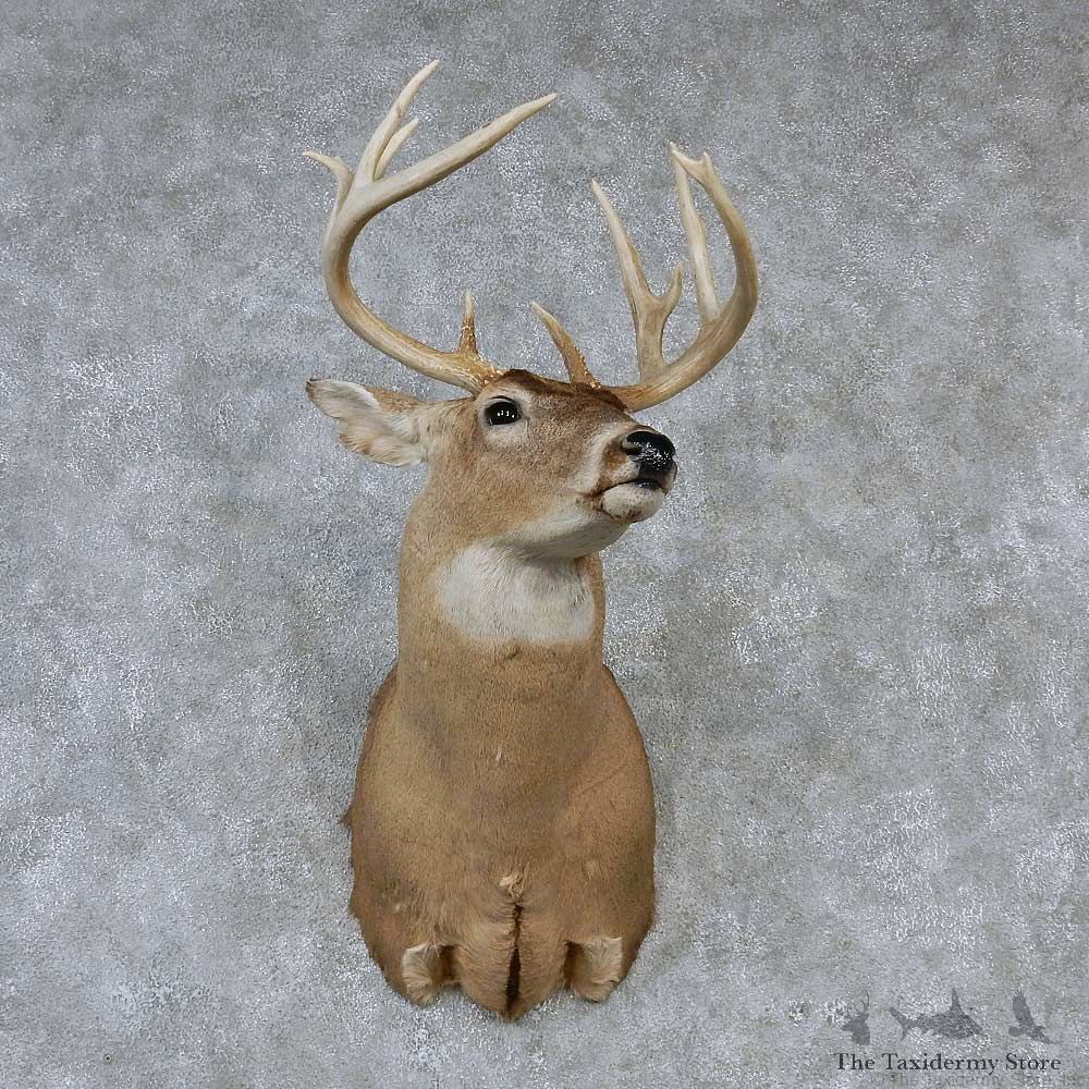Whitetail Deer Taxidermy Shoulder Mount #13165 For Sale @ The Taxidermy Store