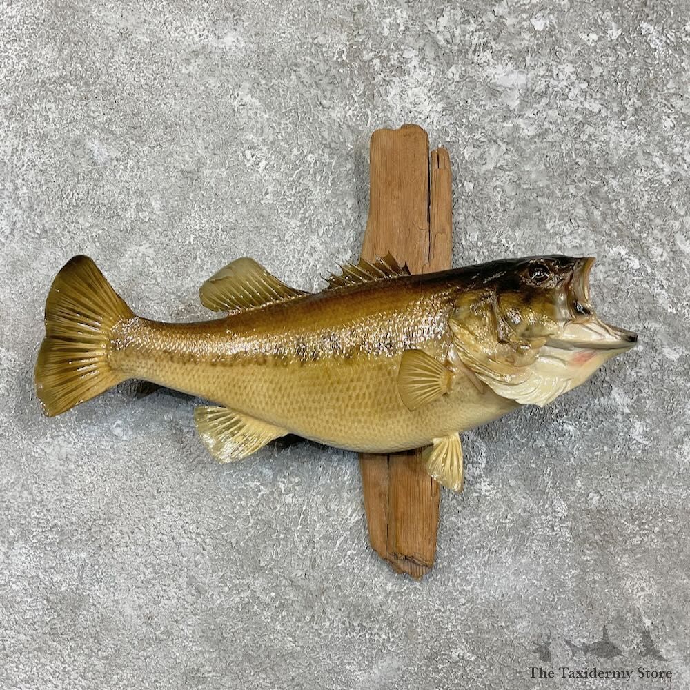 Largemouth Bass Fish Mount For Sale #27393 @ The Taxidermy Store