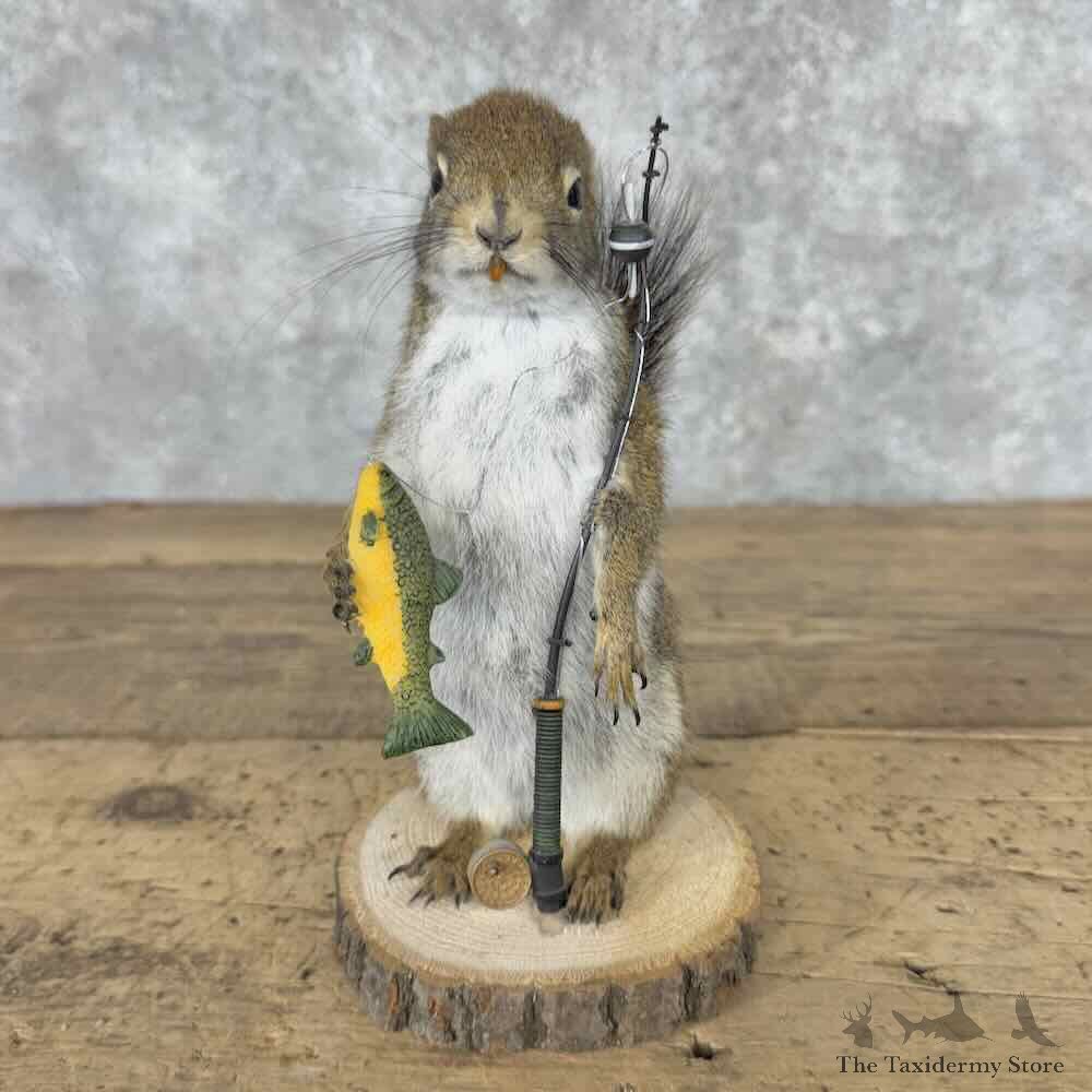 Fishing Red Squirrel Novelty Mount For Sale #31582 @ The Taxidermy Store