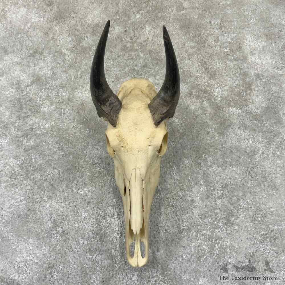 Nilgai Antelope Skull European Mount For Sale #32324 @ The Taxidermy Store