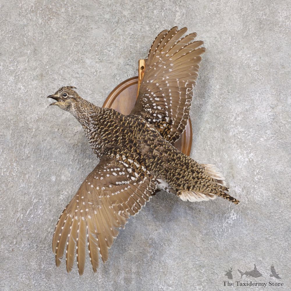 Sharp-tailed Grouse Mount For Sale #22216 @ The Taxidermy Store