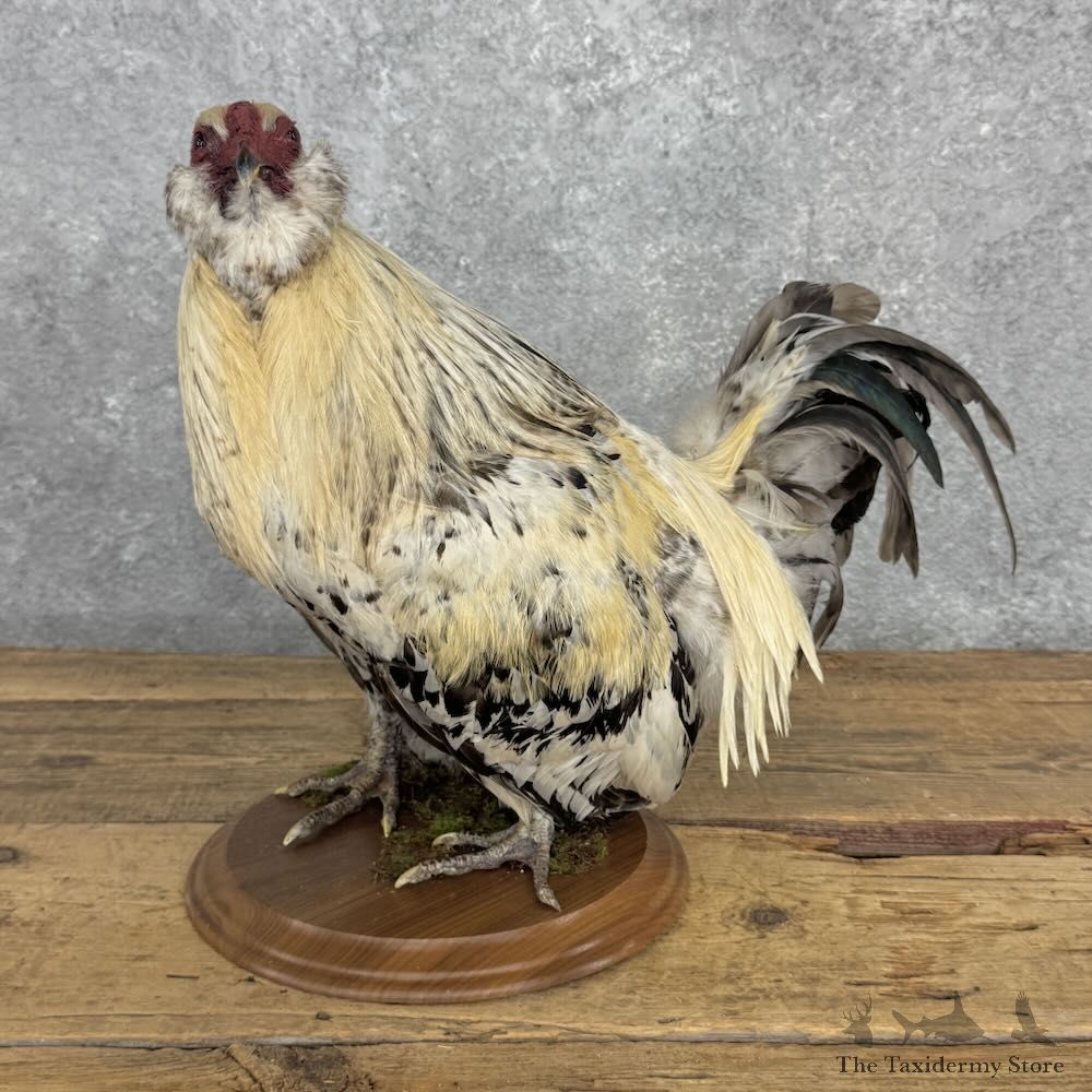 Domestic Chicken Mount For Sale #32387 @ The Taxidermy Store