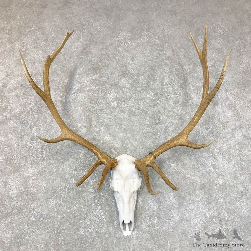 Rocky Mountain Elk Skull European Mount For Sale #23728 @ The Taxidermy Store