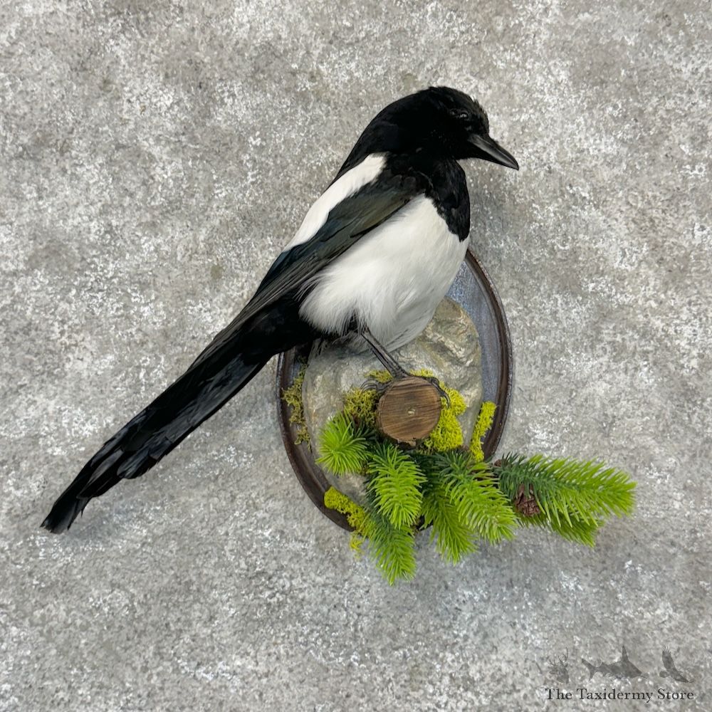Eurasian Magpie Bird Mount For Sale #29699 @ The Taxidermy Store