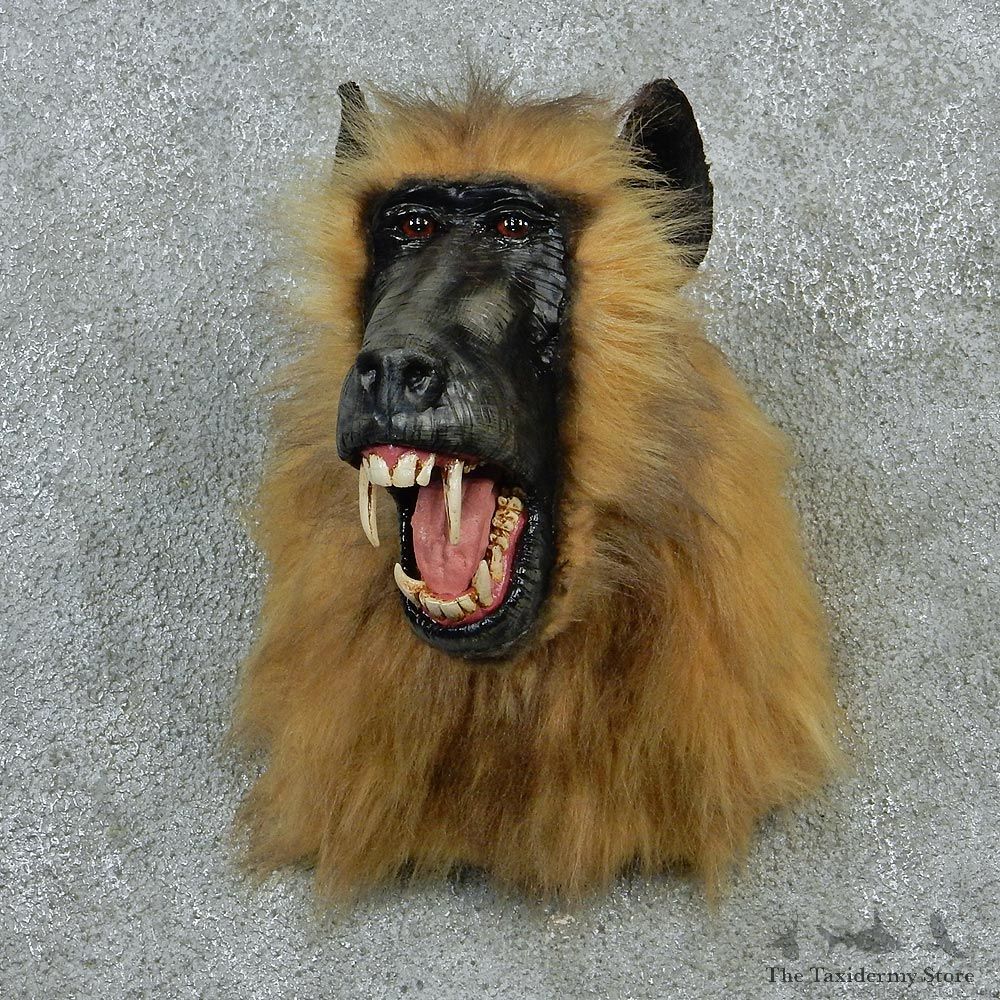 Chacma Baboon Taxidermy Shoulder Mount #12913 For Sale @ The Taxidermy Store