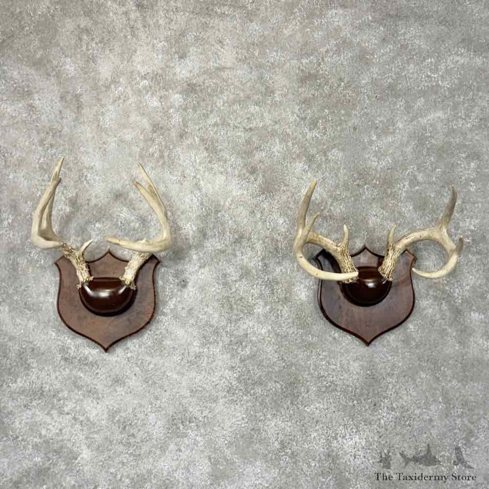 Whitetail Deer Antler Plaque Pair For Sale #30339 @ The Taxidermy Store