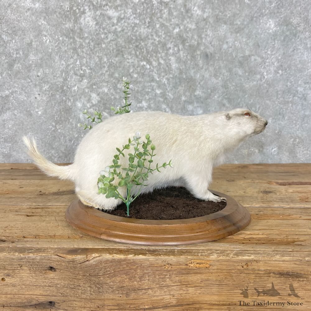 Albino Prairie Dog Life-Size Mount For Sale #27599 @ The Taxidermy Store
