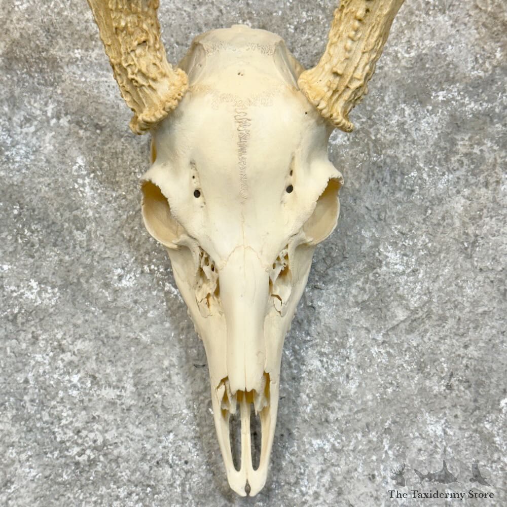 Whitetail Deer Skull European Mount For Sale #28903 @ The Taxidermy Store
