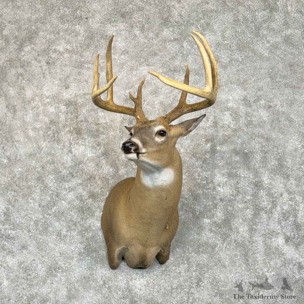 Whitetail Deer Shoulder Taxidermy Mount For Sale #29388 @ The Taxidermy Store